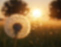 freepik__a-dandelion-with-seeds-blowing-in-the-wind-golden-__93174.jpeg