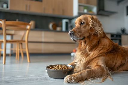 big-dog-sits-floor-bright-kitchen-near-bowl-dry-food.jpg