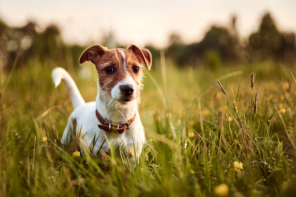 Chien Jack Russell dans un champ d'herbe