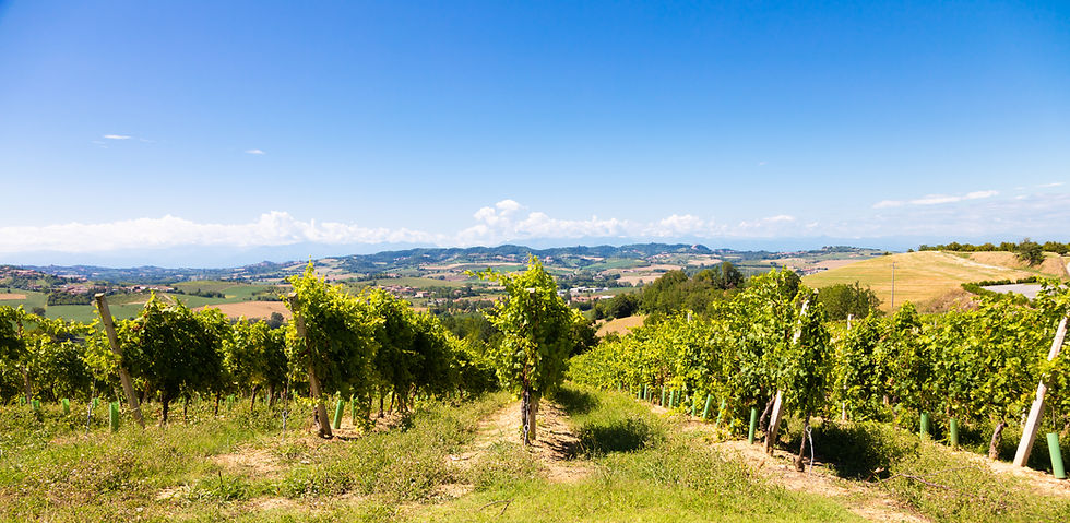 barbera-vineyard-piedmont-piemonte-region-italy-countryside-landscape-langhe-area.jpg