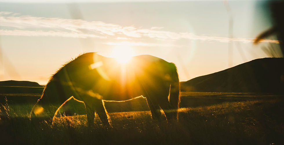 Silhouette d'animal broutant au lever du soleil