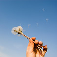 Une femme souffle sur un pissenlit sous un ciel bleu clair.