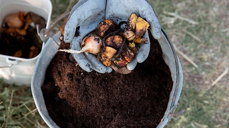 Mains gantées avec épluchures au-dessus d'un seau de compost.