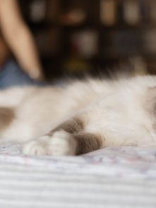 Chat aux yeux bleus allongé, femme enceinte en arrière-plan