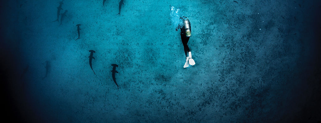 Un plongeur qui observe de loin des requins marteau