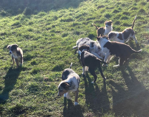 Elevage Professionnel du Mas André, chiots border collie à vendre Occitanie,  chiots border collie à vendre Avignon, chiots border collie à vendre Alès,  chiots border collie à vendre Montpellier, Languedoc Roussillon 