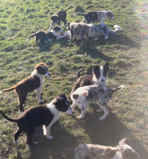 Elevage Professionnel du Mas André, chiots border collie à vendre Occitanie,  chiots border collie à vendre Avignon, chiots border collie à vendre Alès,  chiots border collie à vendre Montpellier, Languedoc Roussillon 