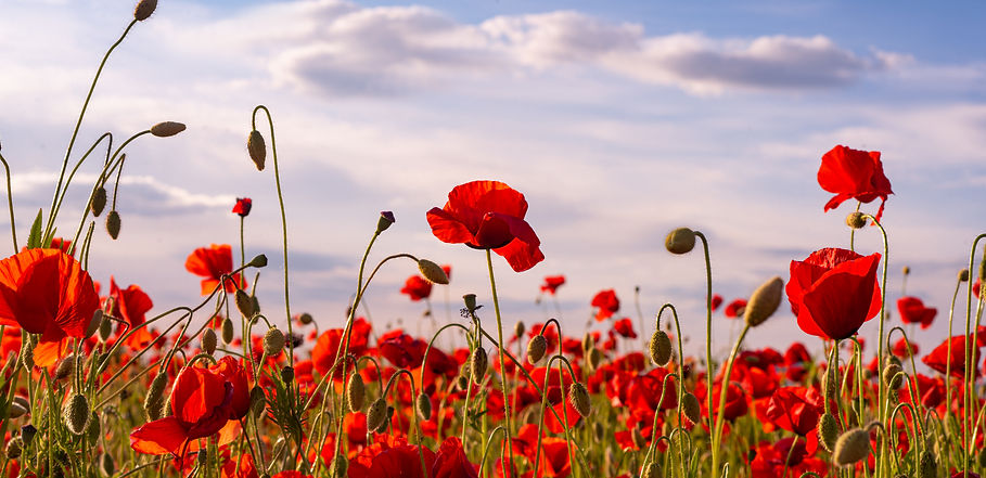 champ-de-coquelicots-commemoratifs-de-l-anzac-day-de-fleurs-de-pavot-rouge-pour-honorer-le