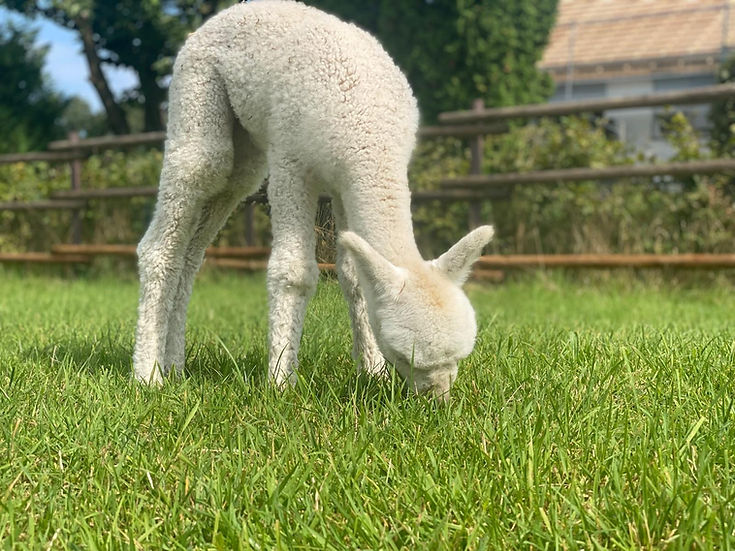 WhatsApp Image 2026-01-25 at 16.13.55(5).jpeg