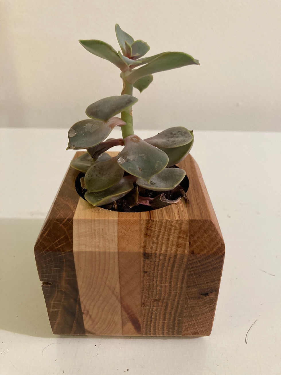 Thumbnail: Succulent Planter