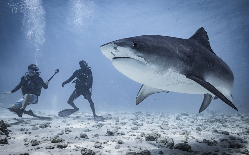 Is it Safe to Dive with Tiger Sharks?