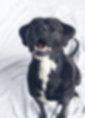 Kona - black dog with white markings on chest - sitting and looking up expectantly