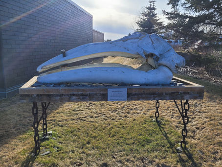 A Digital Gray Whale Sighting!