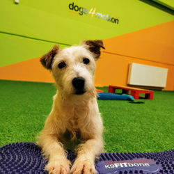 CANINE FITNESS