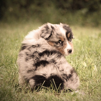 heden chiot_edited.jpg