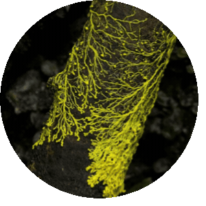 micelio