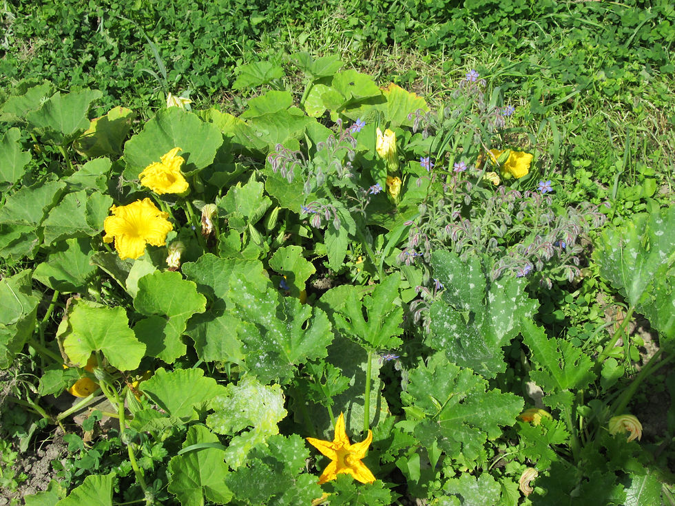 Une alliance du jardin