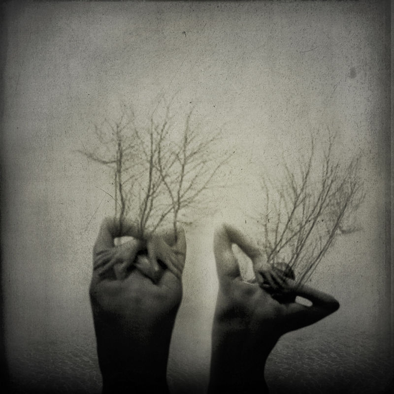 In the fog 2010