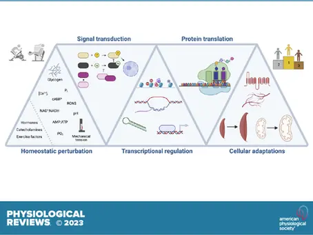 💡 L’impact profond d’un seul entraînement… jusque dans nos #cellules 🧬
