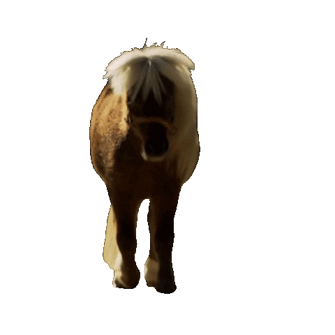 giphy (10).gif