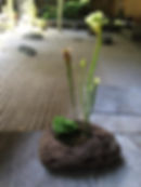 Insectivorous plant in lava stone