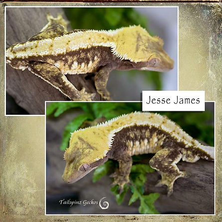 jesse james.jpg