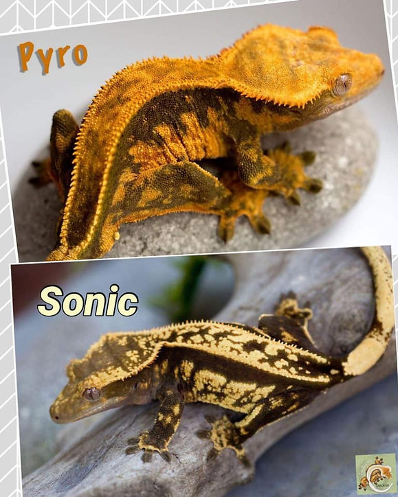Pyro x Sonic.jpeg