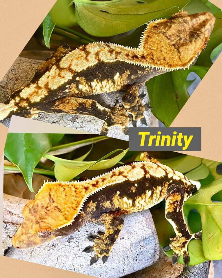 TRINITY.jpeg