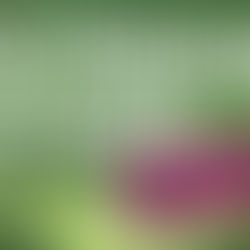 Dünyayı Değiştiren Mucize Kabuk Kınakına