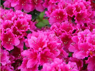 ÇOCUKLU EVLERDE BU BİTKİLERE DİKKAT