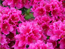 ÇOCUKLU EVLERDE BU BİTKİLERE DİKKAT