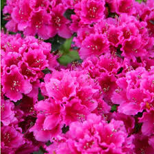 ÇOCUKLU EVLERDE BU BİTKİLERE DİKKAT