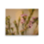 Thumbnail: Blush in Bloom