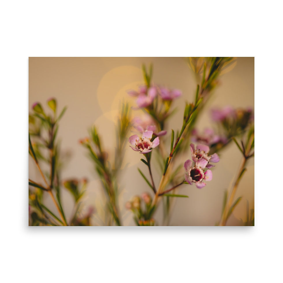 Thumbnail: Blush in Bloom