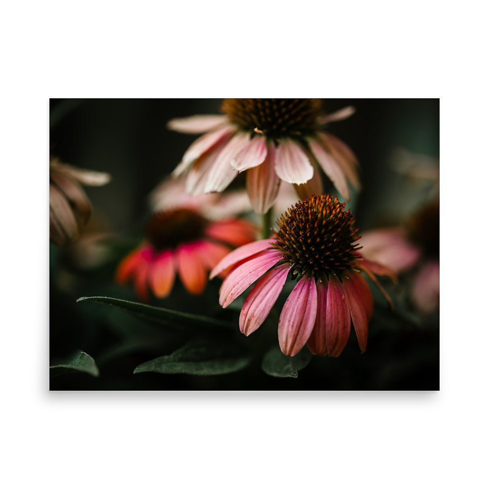 Thumbnail: Summer's Crown
