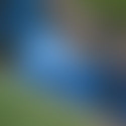 Person and dog walking through water