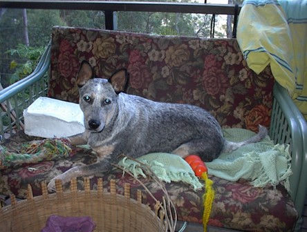 Geriatric Australian Cattle dog