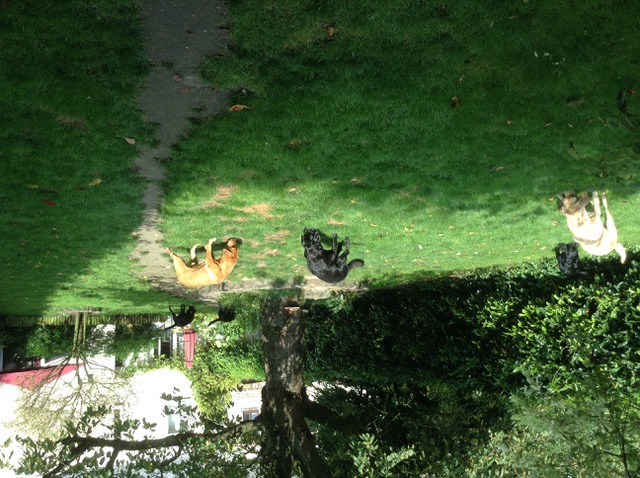 Dogs sniffing in the garden