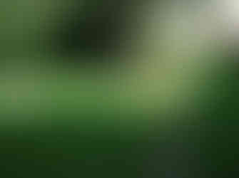 Dogs sniffing in the garden