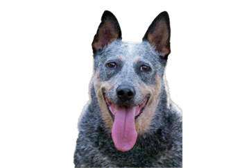 Senior Australian Cattle dog