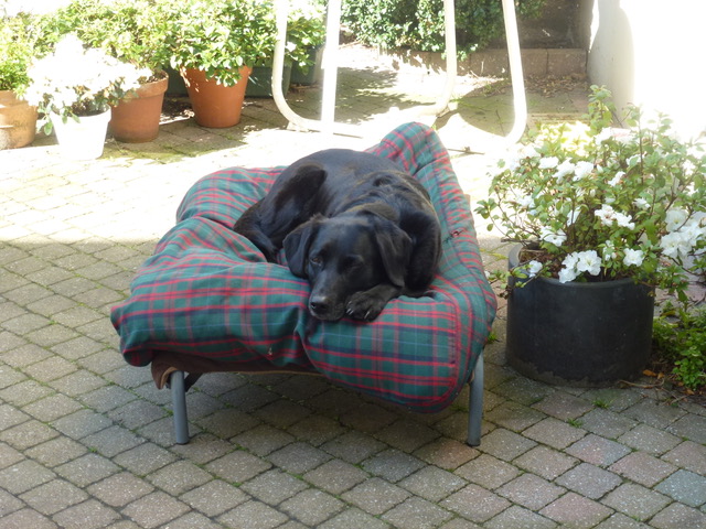 Dog sleeping outdoors