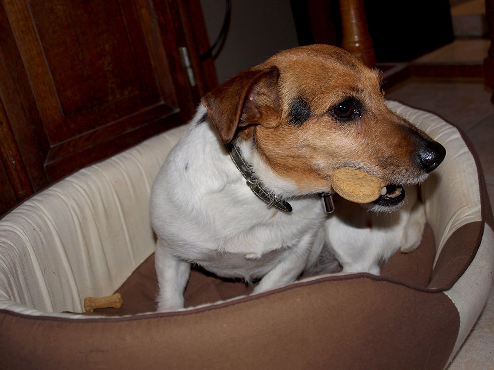 Jack Russel Terrier