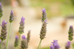 No jardim - in the garden #garden #plants #flowers #nature #jardim #flores #plantas #photography #ph