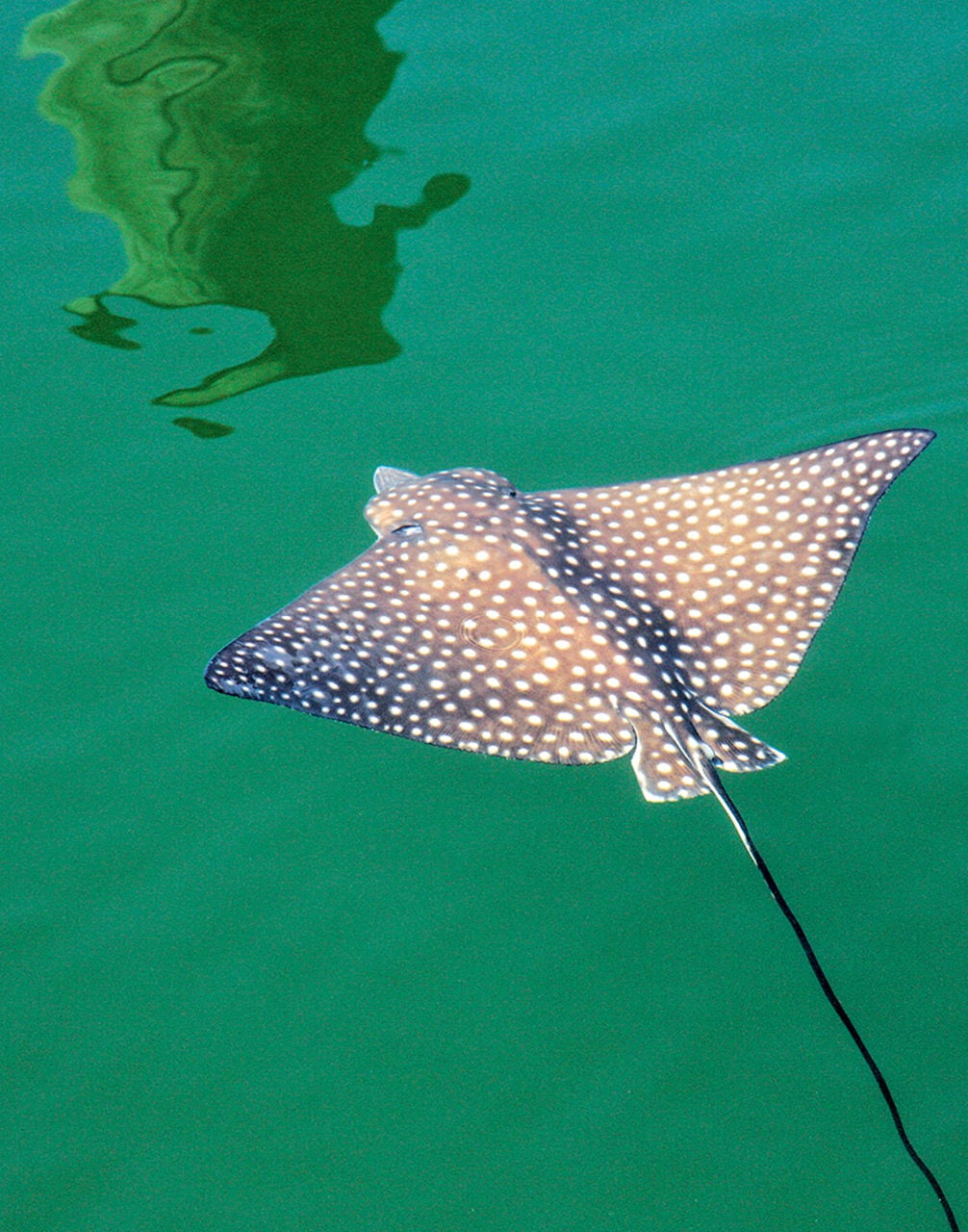 KEYS EAGLE RAY - Florida Keys - 21"W X 27"H