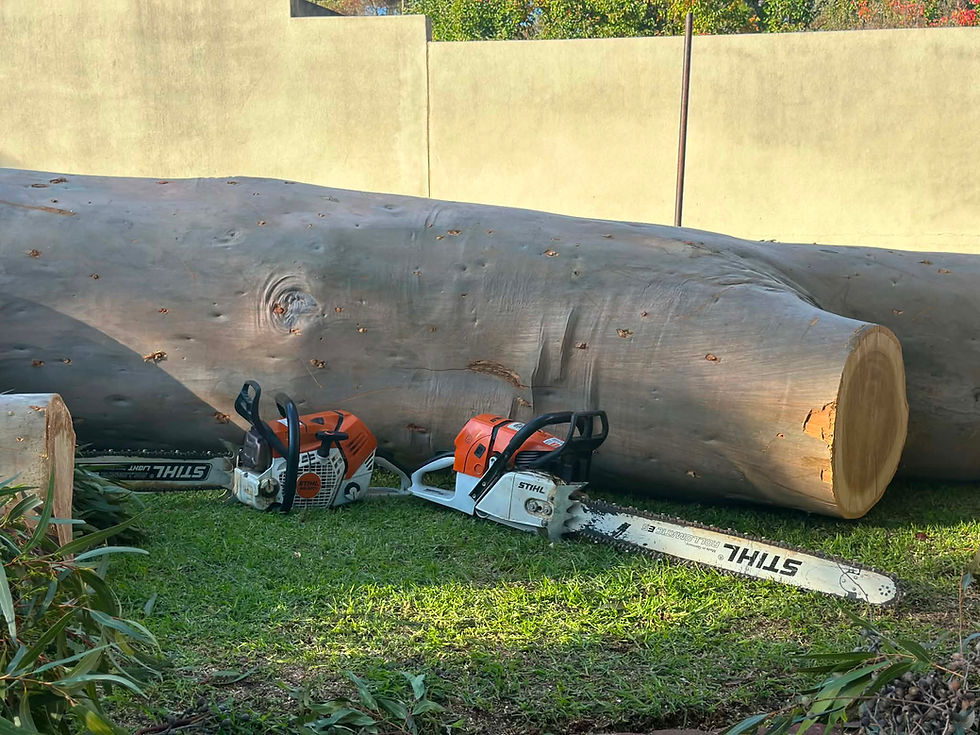 Large Tree Removal