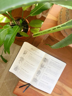 HOW TO SET UP A BULLET JOURNAL HOUSEPLANT CARE GUIDE