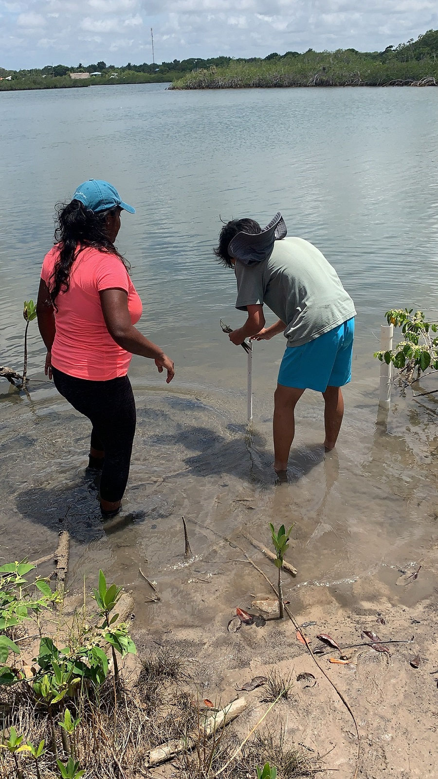 Mangrove Restoration