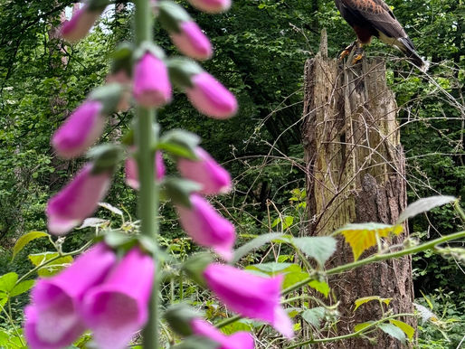 School Falconry Workshops 