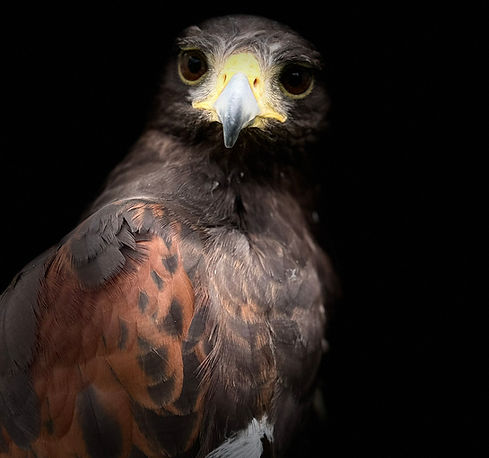 Casper - Hampshire Hawk Walks