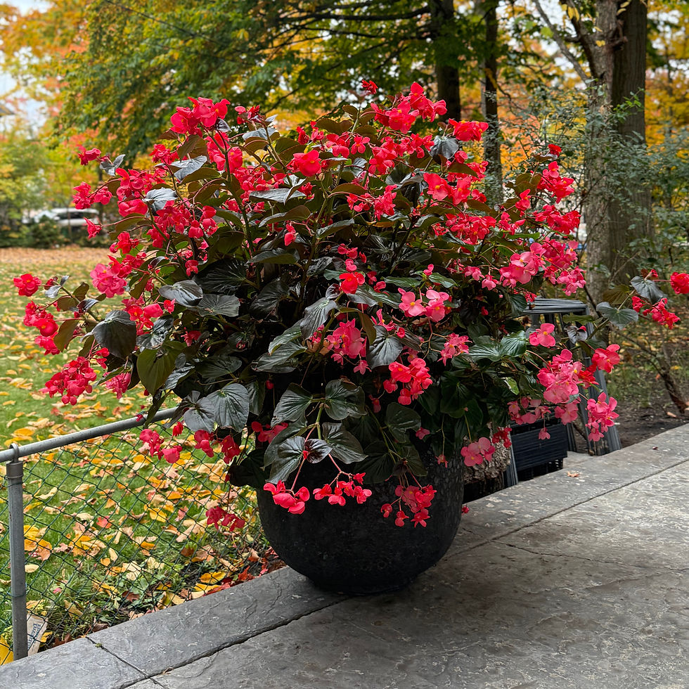 Thumbnail: Begonias
